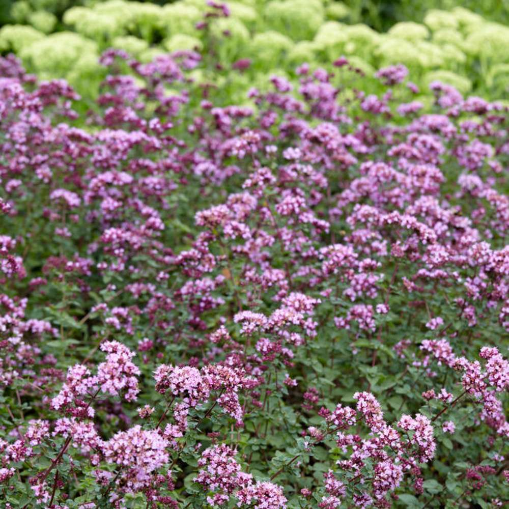 Mejram 'Rosenkuppel' (Origanum)